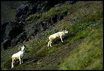 Two Dall sheep climbing on hillside. Denali National Park, Alaska, USA.