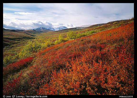 Red bushes on hillside, and cloud-capped mountains. Denali National Park, Alaska, USA.