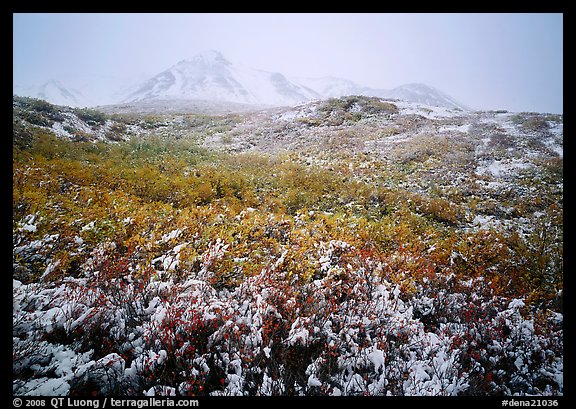 Fresh dusting of snow on autumn brush mountains in fog. Denali National Park (color)