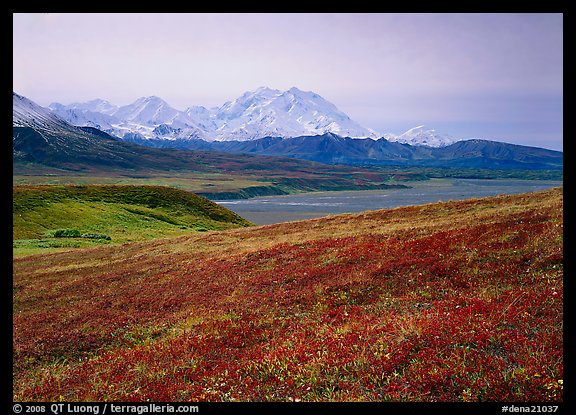 Tundra and Mt Mc Kinley from Eielson. Denali National Park, Alaska, USA.