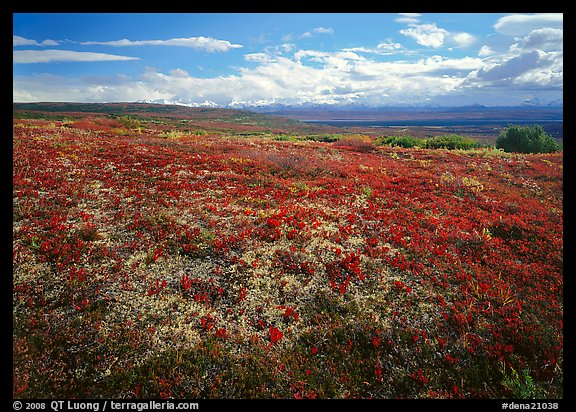 Tundra with Low lying leaves in bright red autumn colors. Denali National Park, Alaska, USA.