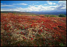 Tundra with Low lying leaves in bright red autumn colors. Denali  National Park ( color)