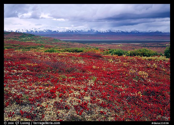 Red tundra flat and Alaska Range in the distance. Denali National Park, Alaska, USA.