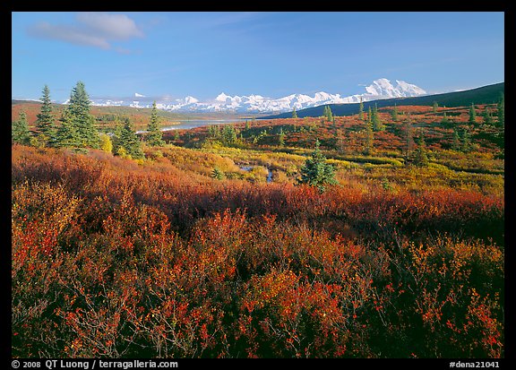Tundra in autumn colors and snowy mountains of Alaska Range. Denali National Park, Alaska, USA.