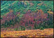 Tundra and conifers on hillside with autumn colors. Denali National Park, Alaska, USA.