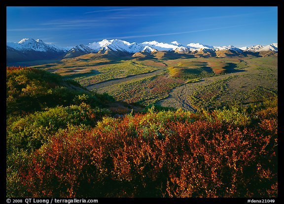 Alaska Range, braided rivers, and shrubs from Polychrome Pass, morning. Denali National Park, Alaska, USA.