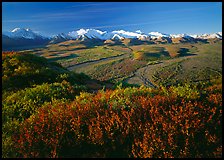 Alaska Range, braided rivers, and shrubs from Polychrome Pass, morning. Denali  National Park ( color)