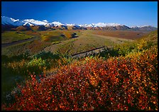 Berry plants, wide valley and gravel bars from seen from above, morning. Denali National Park, Alaska, USA. (color)