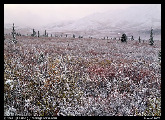 Berry leaves, trees, and mountains in fog with dusting of fresh snow. Denali National Park, Alaska, USA.