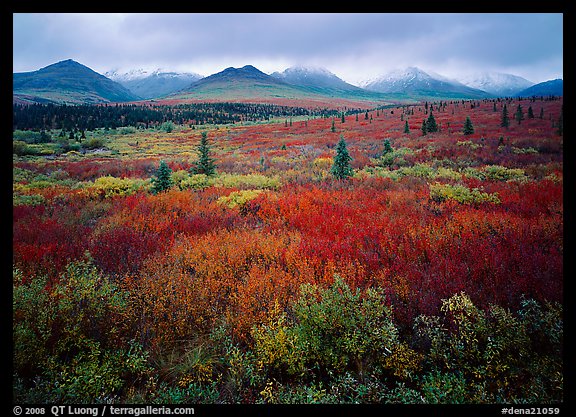 Mosaic of colors on tundra and lower peaks in stormy weather. Denali National Park, Alaska, USA.