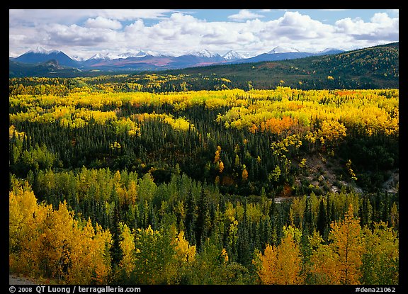 Yellow aspens and Panorama Range, Riley Creek drainage. Denali National Park (color)