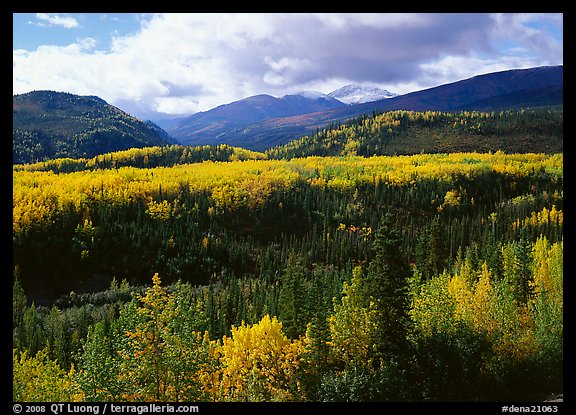 Aspens in fall colors and mountains near Riley Creek. Denali National Park, Alaska, USA.