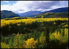Aspens in fall colors and mountains near Riley Creek. Denali National Park, Alaska, USA.