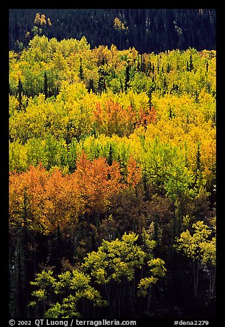 Aspens in yellow fall foliage amongst conifers, Riley Creek drainage. Denali National Park (color)