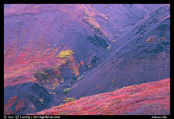 Foothills covered with tundra near Eielson. Denali National Park (color)