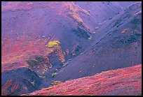 Foothills covered with tundra near Eielson. Denali National Park ( color)