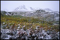 Fresh snow and Polychrome Mountains. Denali  National Park, Alaska, USA.