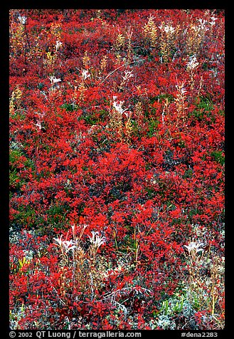 Dwarf tundra plants with red fall colors. Denali National Park, Alaska, USA.