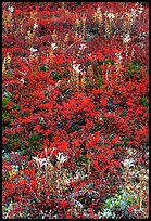 Dwarf tundra plants with red fall colors. Denali National Park, Alaska, USA.