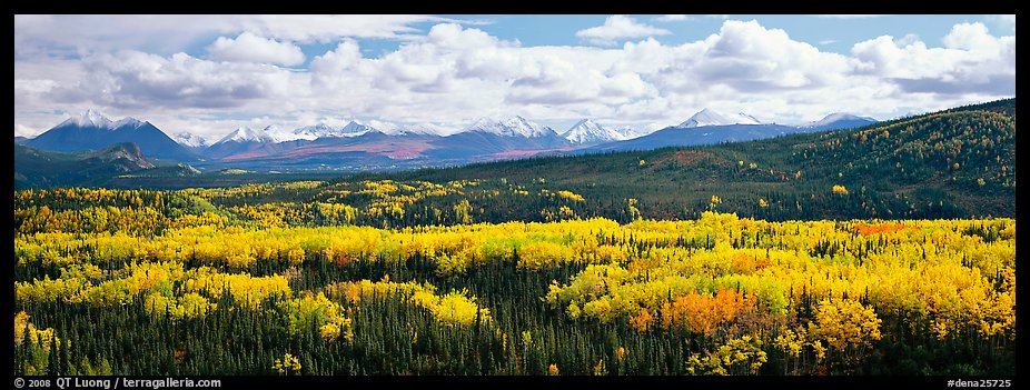 Mountain landscape with aspens in fall color. Denali National Park, Alaska, USA.