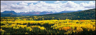 Mountain landscape with aspens in fall color. Denali  National Park (Panoramic color)