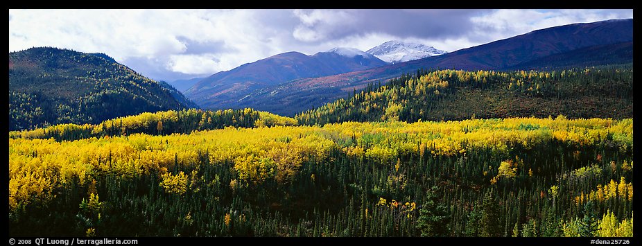 Yellow aspens and boreal forest. Denali National Park (color)