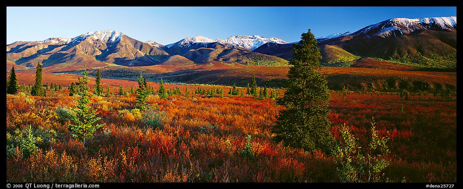 Tundra scenery with trees and mountains in autumn. Denali National Park (color)