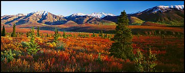 Tundra scenery with trees and mountains in autumn. Denali  National Park (Panoramic color)