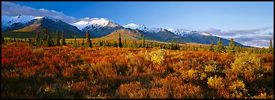 Tundra landscape. Denali National Park (Panoramic color)