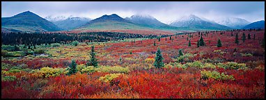 Mountain landscape with crimson tundra. Denali  National Park (Panoramic color)