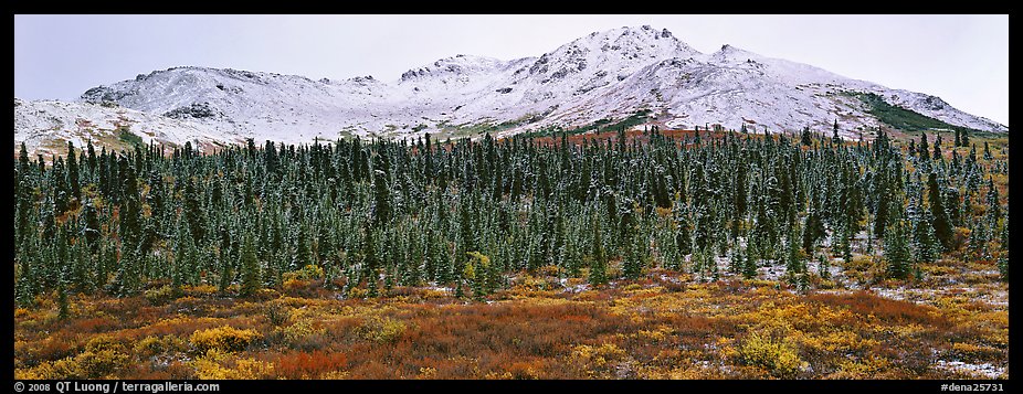 Boreal landscape with tundra, forest, and snowy mountains. Denali  National Park (color)