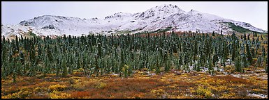 Boreal landscape with tundra, forest, and snowy mountains. Denali  National Park (Panoramic color)
