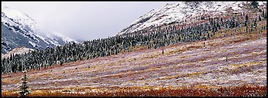 Autumn tundra landscape with fresh dusting of snow. Denali National Park (Panoramic color)