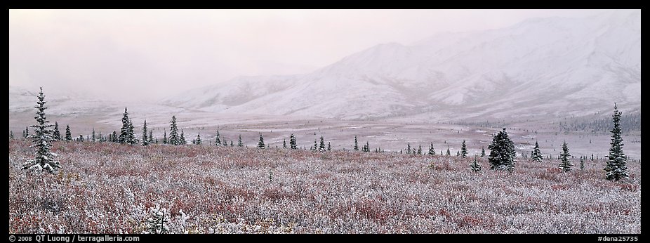 Misty mountain scenery with fresh snow on tundra. Denali  National Park (color)