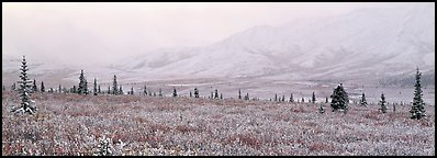 Misty mountain scenery with fresh snow on tundra. Denali National Park (Panoramic color)