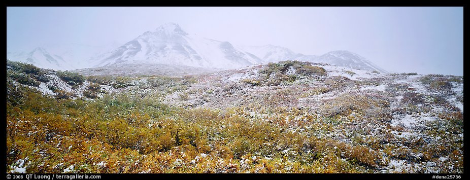 Misty mountain landscape with fresh now and autumn colors. Denali  National Park (color)