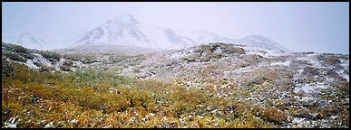 Misty mountain landscape with fresh now and autumn colors. Denali  National Park (Panoramic color)