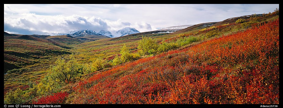 Northern mountain landscape in autumn. Denali National Park (color)