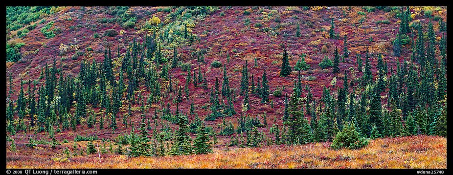 Autumn boreal forest and tundra on slope. Denali  National Park (color)