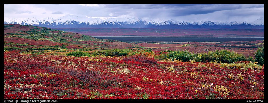 Tundra landscape with red berry plants and Alaskan mountains. Denali National Park (color)