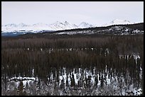 Bare forest in winter. Denali National Park, Alaska, USA. (color)