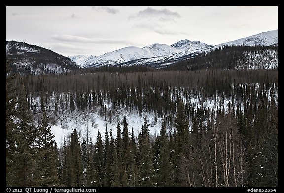 Riley Creek drainage and mountains in winter. Denali National Park, Alaska, USA.