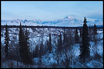 Alaska range and boreal forest in winter. Denali National Park ( color)