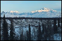 Alaska range peaks rising above forest at sunrise. Denali National Park, Alaska, USA.