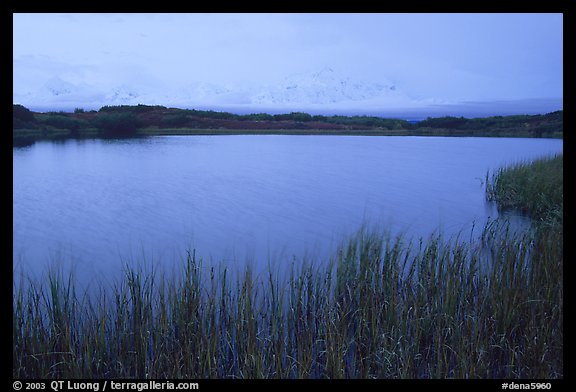 Mt McKinley in the fog from Reflection pond, dawn. Denali National Park, Alaska, USA.