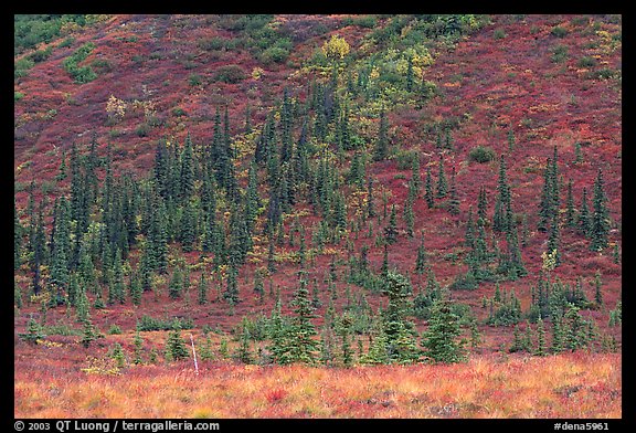 Black spruce and tundra on hillside. Denali  National Park