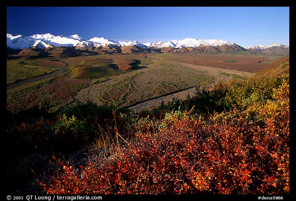 Alaska Range, braided rivers, and shrubs from Polychrome Pass, morning. Denali  National Park (color)