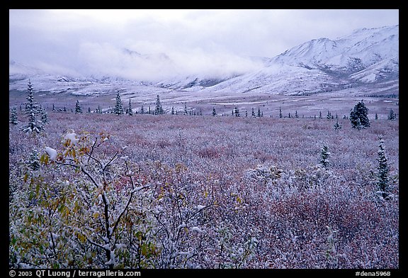 Fresh snow on berry plants near Savage River. Denali National Park, Alaska, USA.