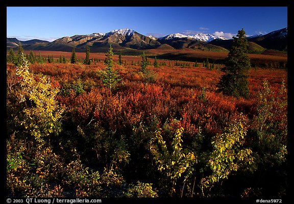 Tundra and mountain range near Savage River. Denali  National Park (color)