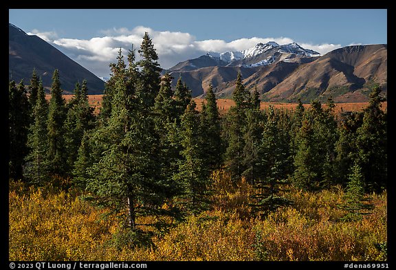 Autumn landscape with spruce trees and berry plants. Denali National Park, Alaska, USA.